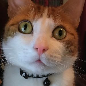 Meet your Posher, Liana & Junior, the kitty